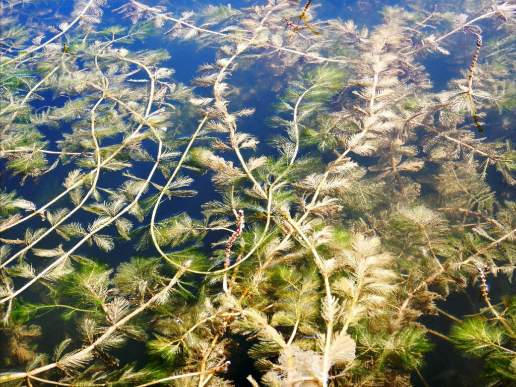 a vinelike plant with feathery leaves floats near the surface of water