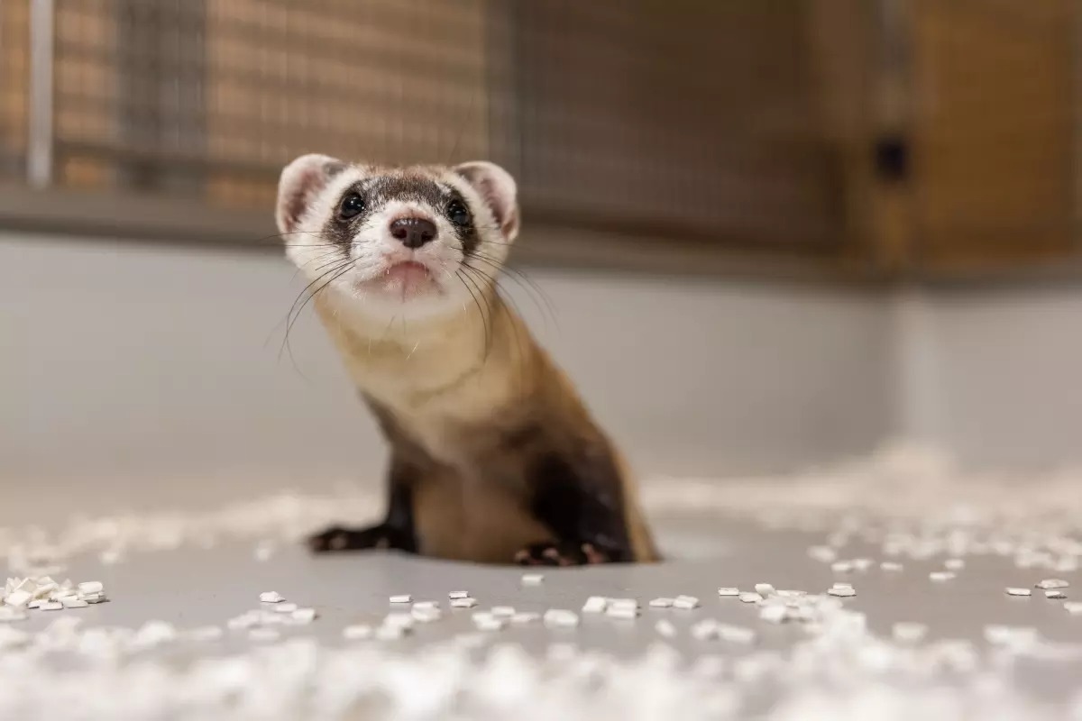 Antonia the cloned black-footed ferret pops up through a hole in the floor of her enclosure and she looks at something just past the camera.