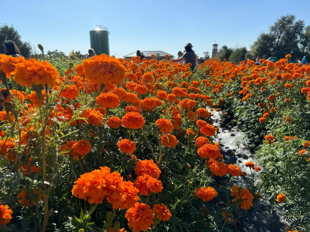 Orange flowers.