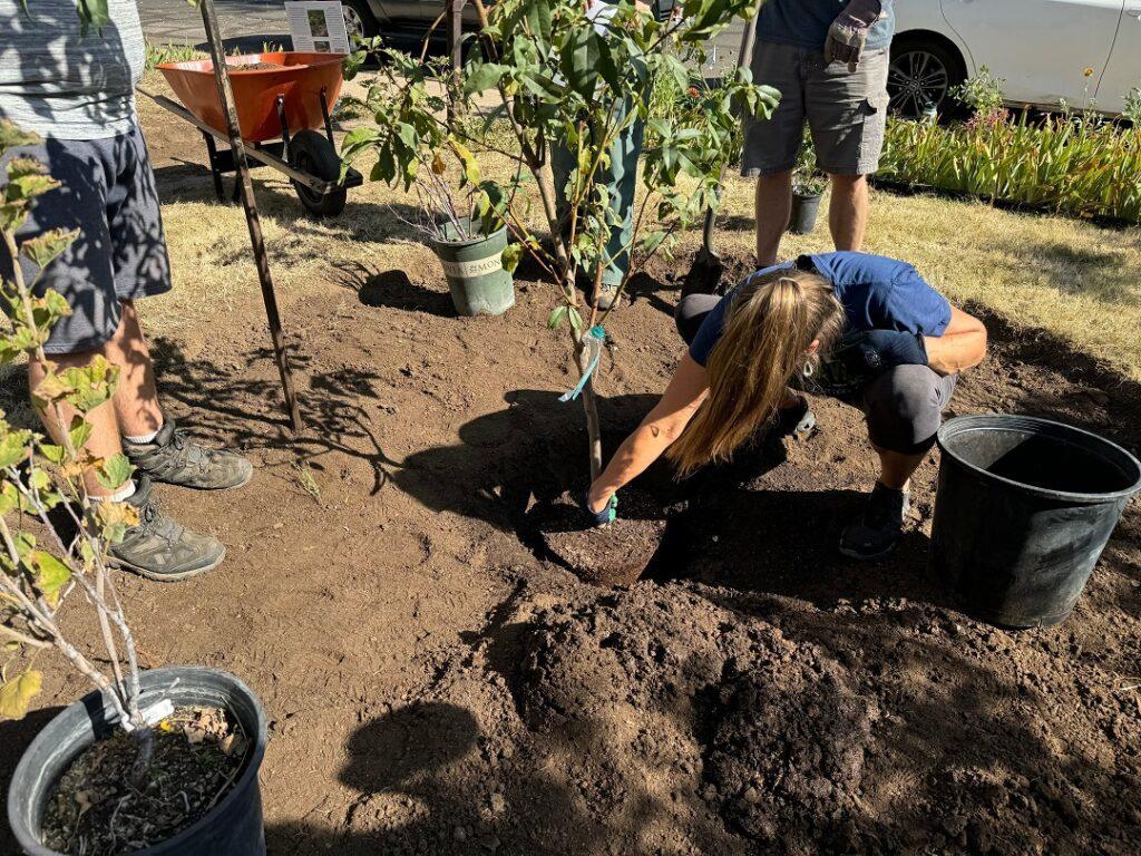 A woman crouches down as she plants a tree.