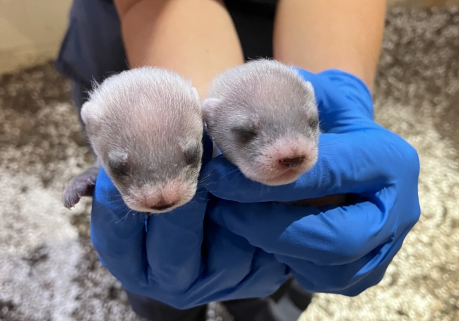 Blue-gloved hands hold two, three-week-old ferret kits up to the camera. Their eyes are still closed and their fur is thin.