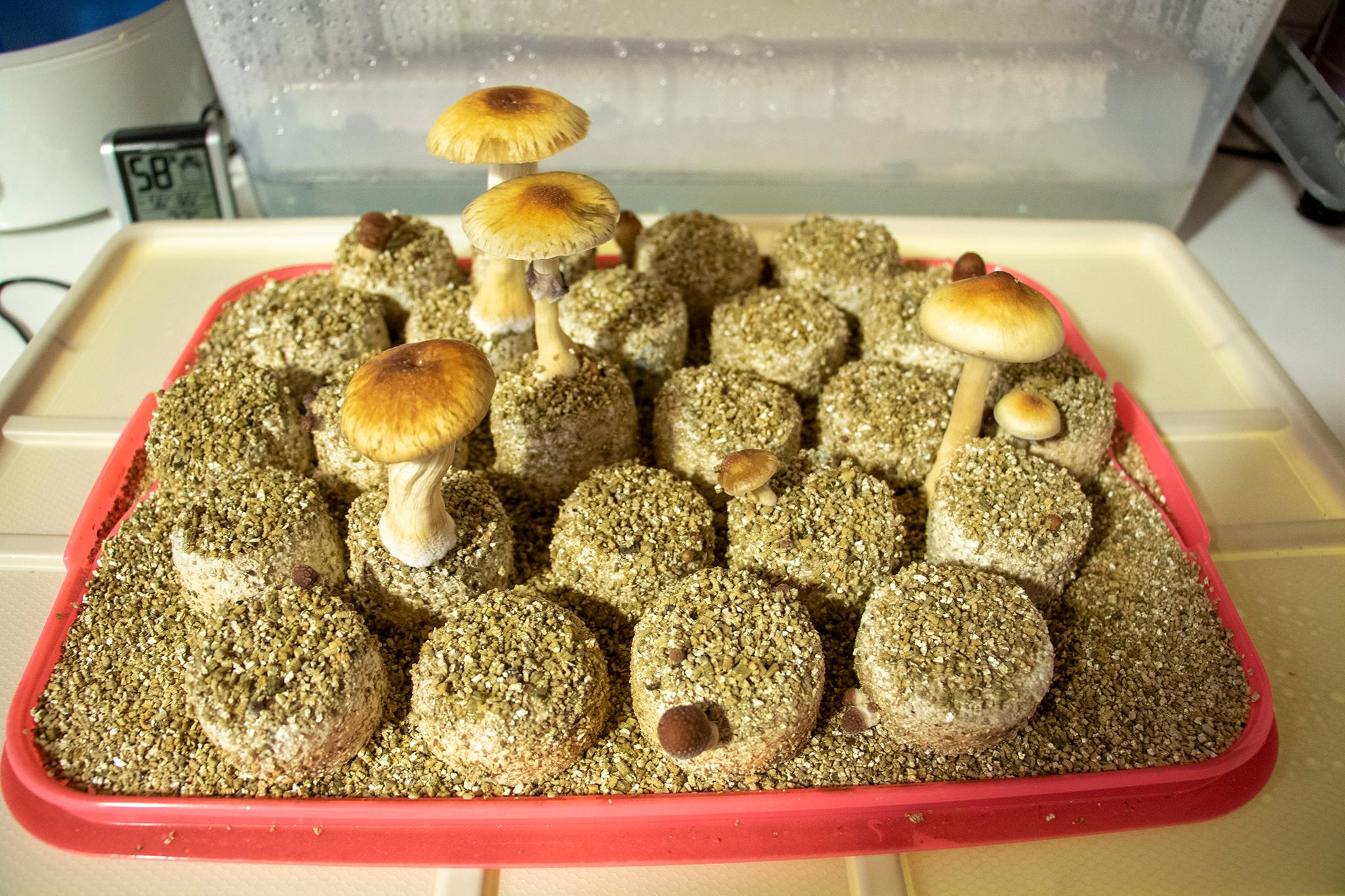 Psilocybin mushroom cultivation, May 29, 2019. (Kevin J. Beaty/Denverite)