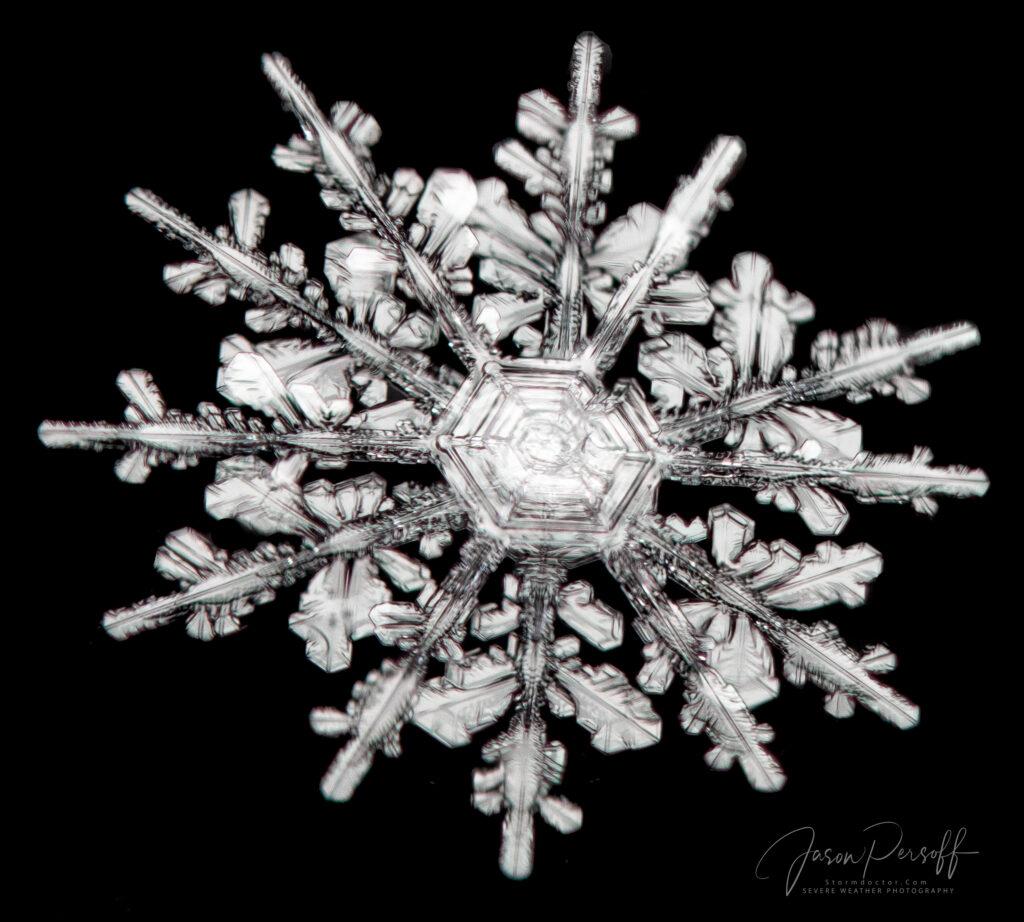 A snowflake with twelve spikes that look like tree branches.