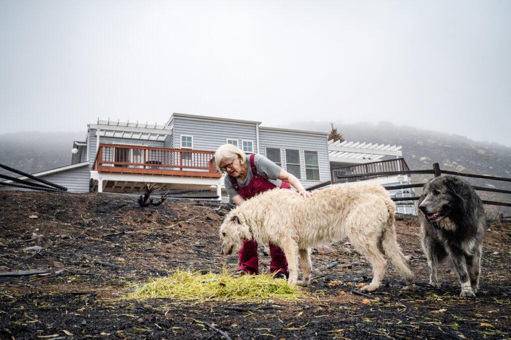 STONE CANYON FIRE SURVIVORS