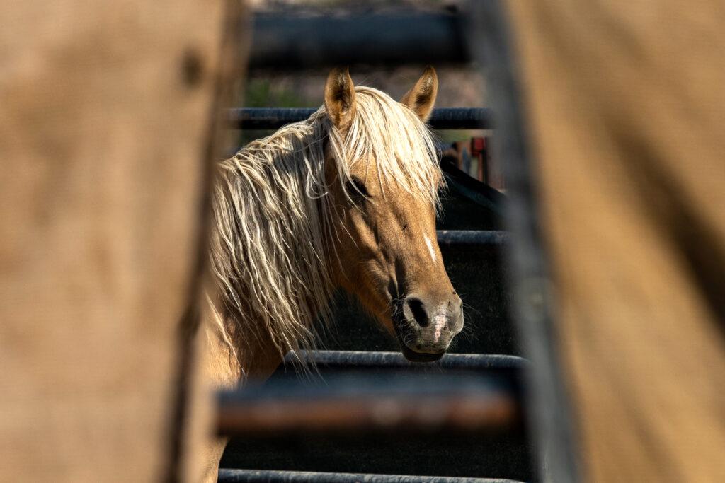 WILD HORSE ROUNDUP AT LITTLE BOOK CLIFFS HOLDING PEN