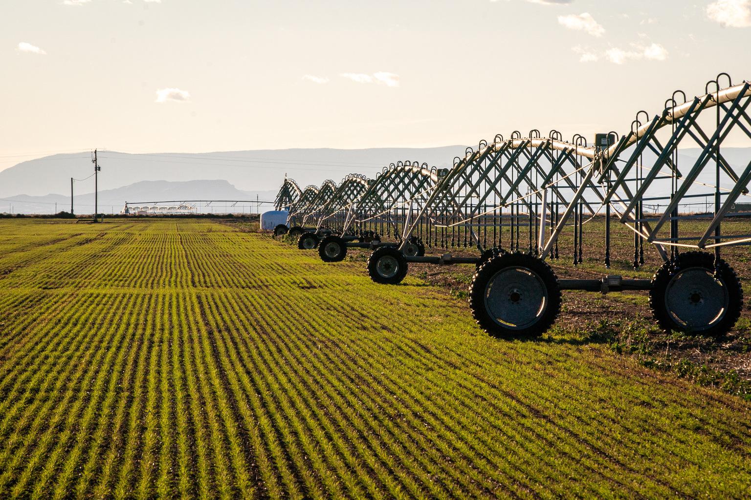 A field of rye of popping up green