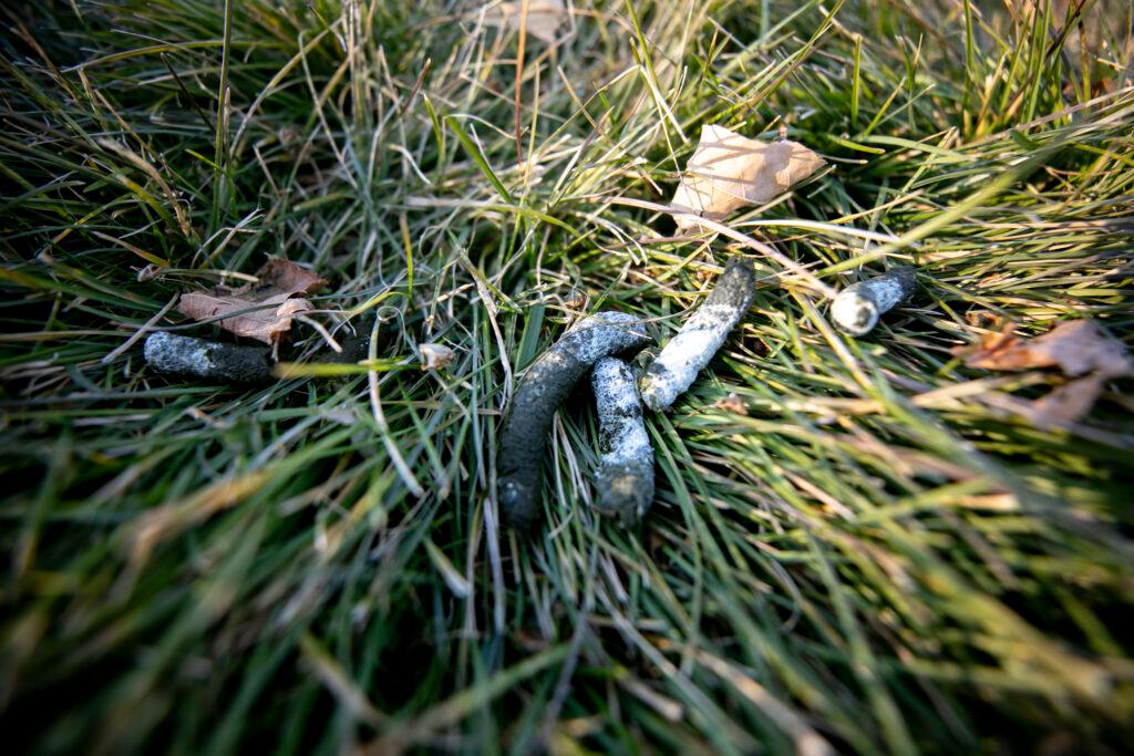 Goose poop in City Park. Dec. 5, 2024.