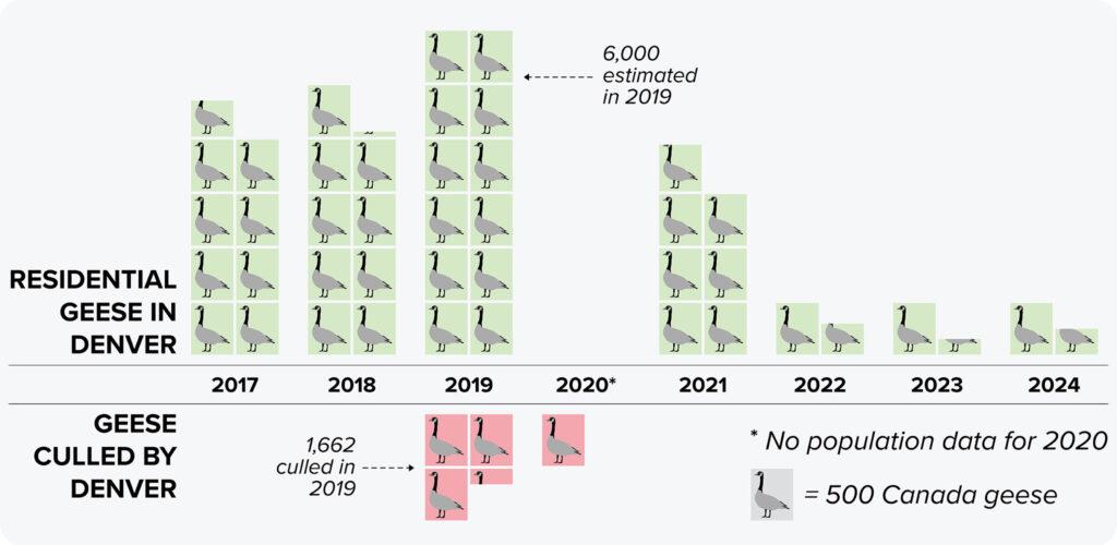 241221-DENVER-GEESE-CULLING-CHART