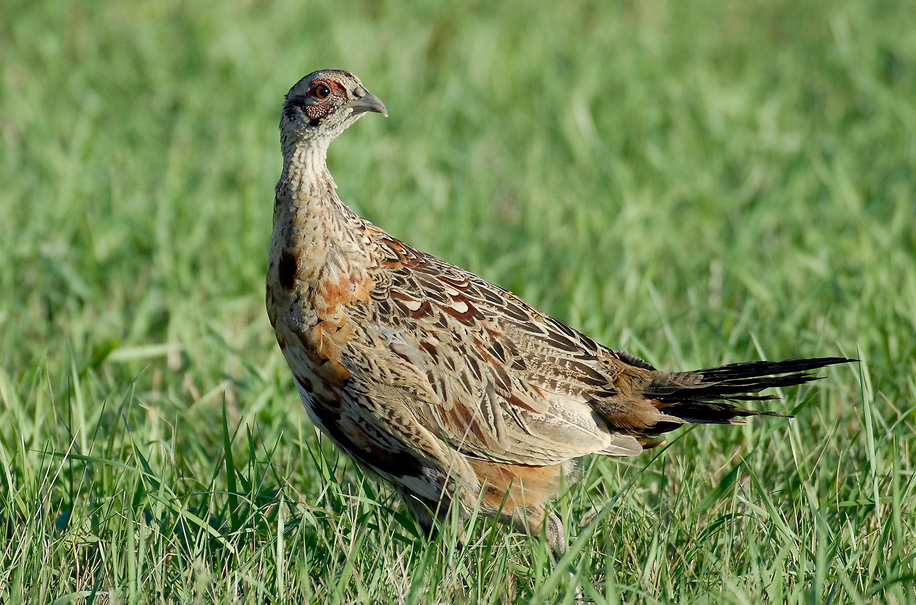 A close-up of a pheasant standing in green grass. The game bird is various shades of brown with some light redish feathers around its neck and black tail feathers. It is about the size of a chicken.