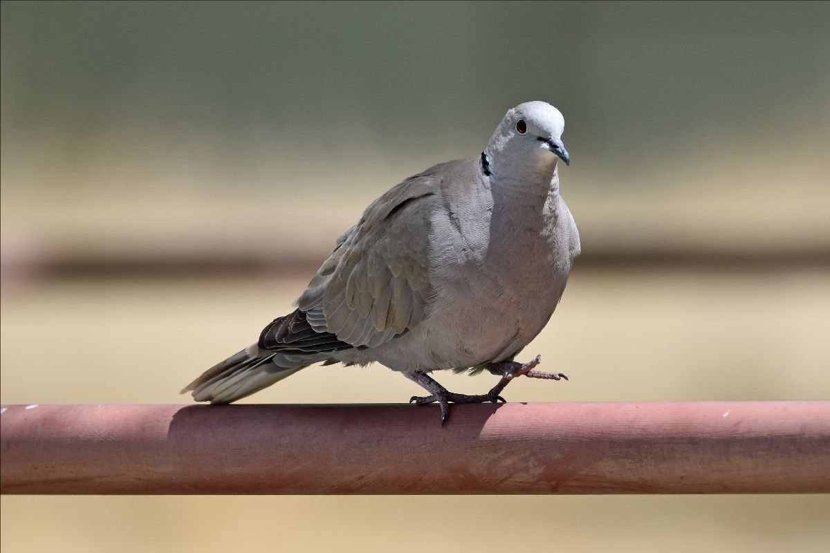 A gray and black collared dove walks on a pole