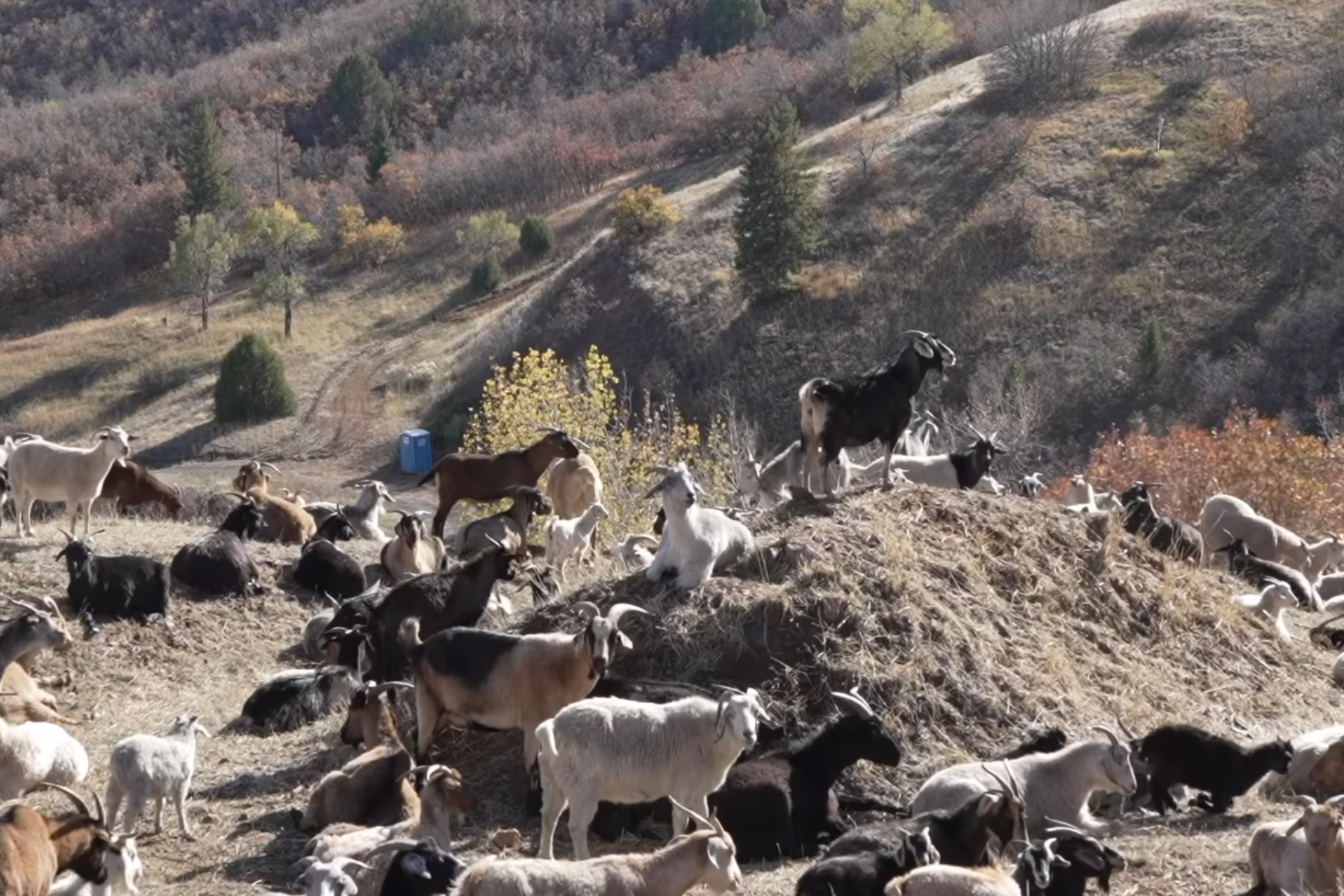 Goats roam hills in Jefferson County