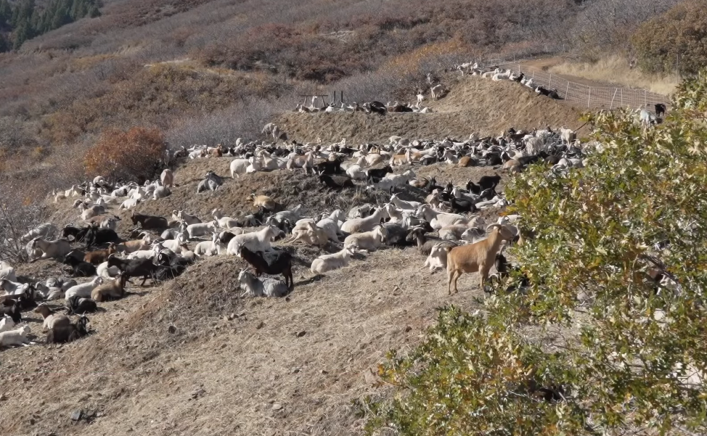 Goats roam hills in Jefferson County