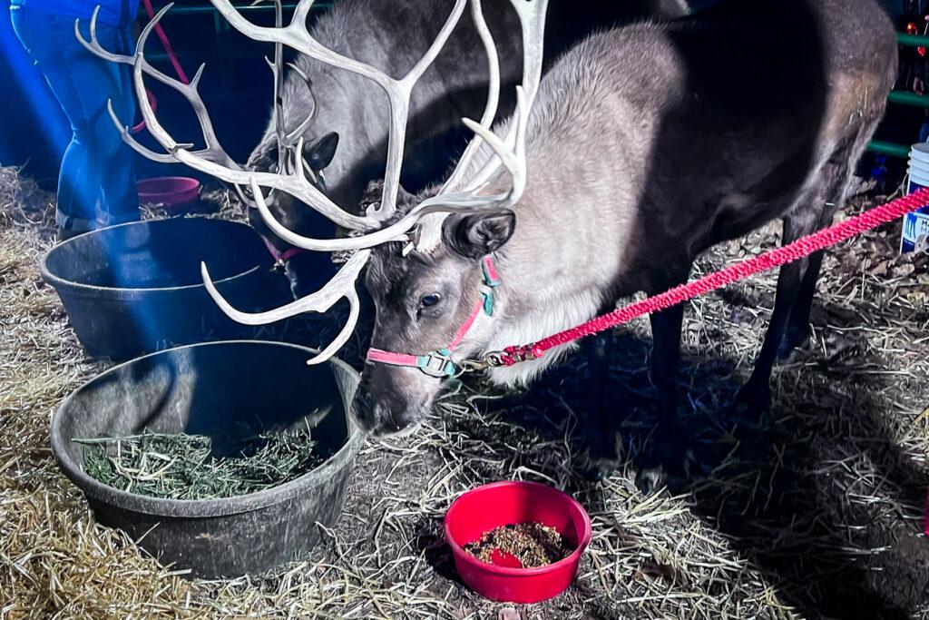 NOCO HOLIDAY LIGHTS TRAIL