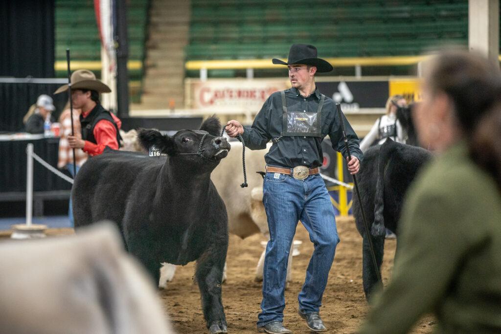 Showing yearling beef steers at the National Western Stock Show