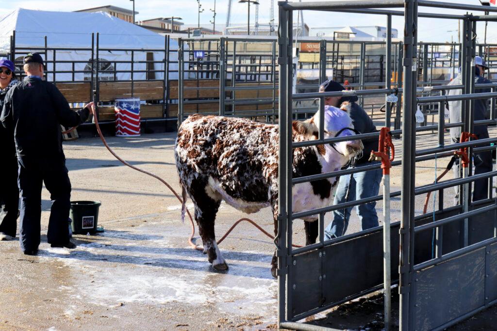 The National Western Stock Show. Jan. 13, 2025.