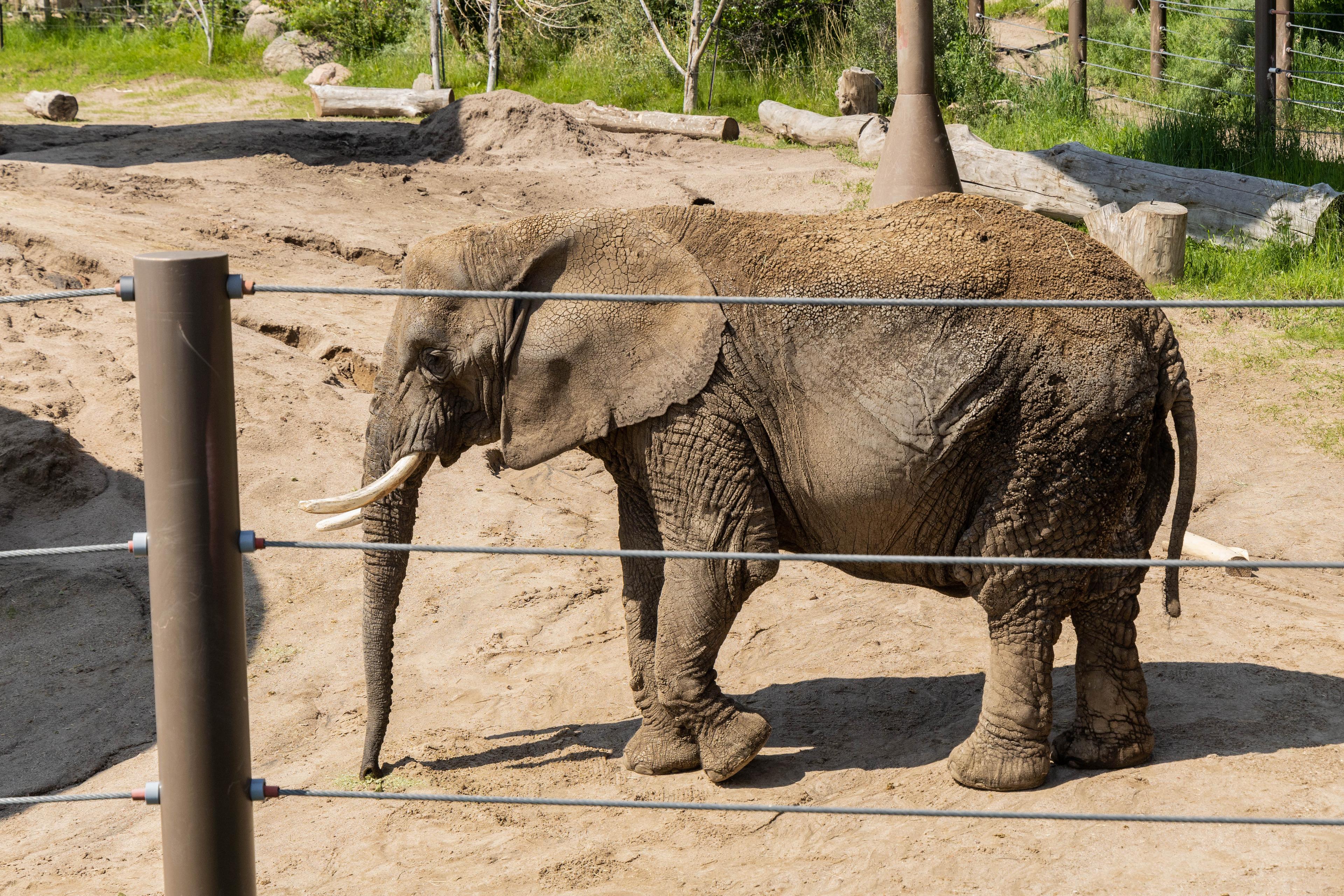 Missy, the oldest elephant at Cheyenne Mountain Zoo, stands in the main outdoor elephant yard.