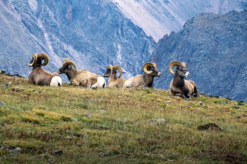 Five bighorn sheep on a grassy area on a mountain side in Rocky Mountain National Park