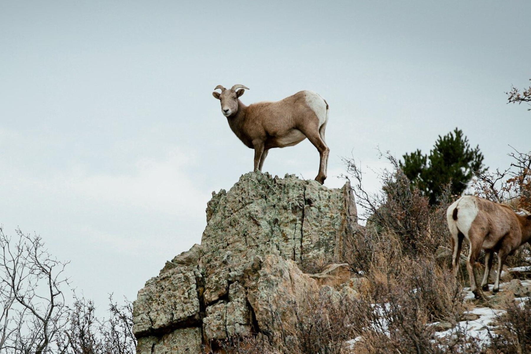 Two bighorn sheep up on some stones on a hill side