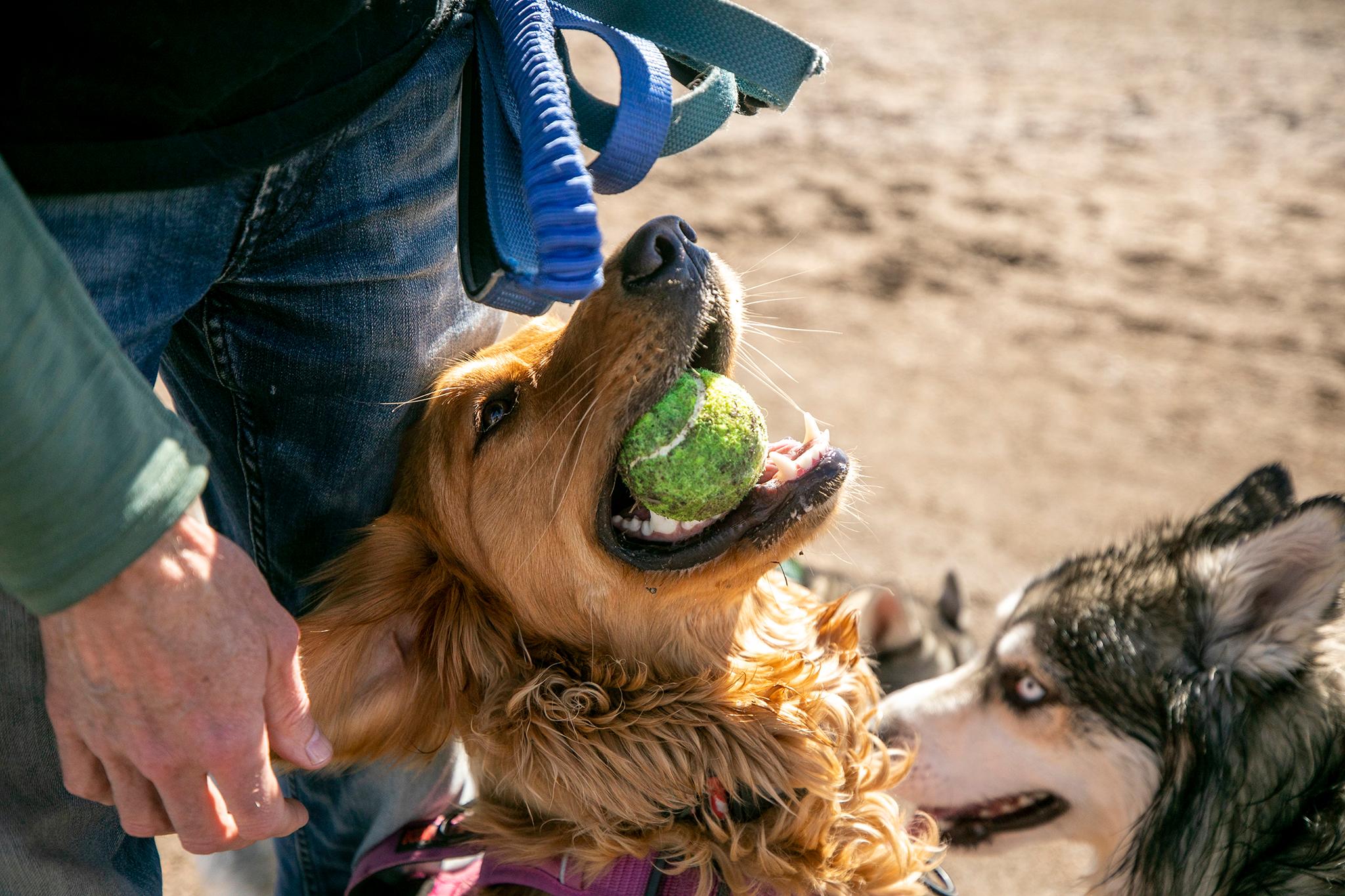 A very ahppy golden retriever with a tennis ball leans up against a person, asking to play