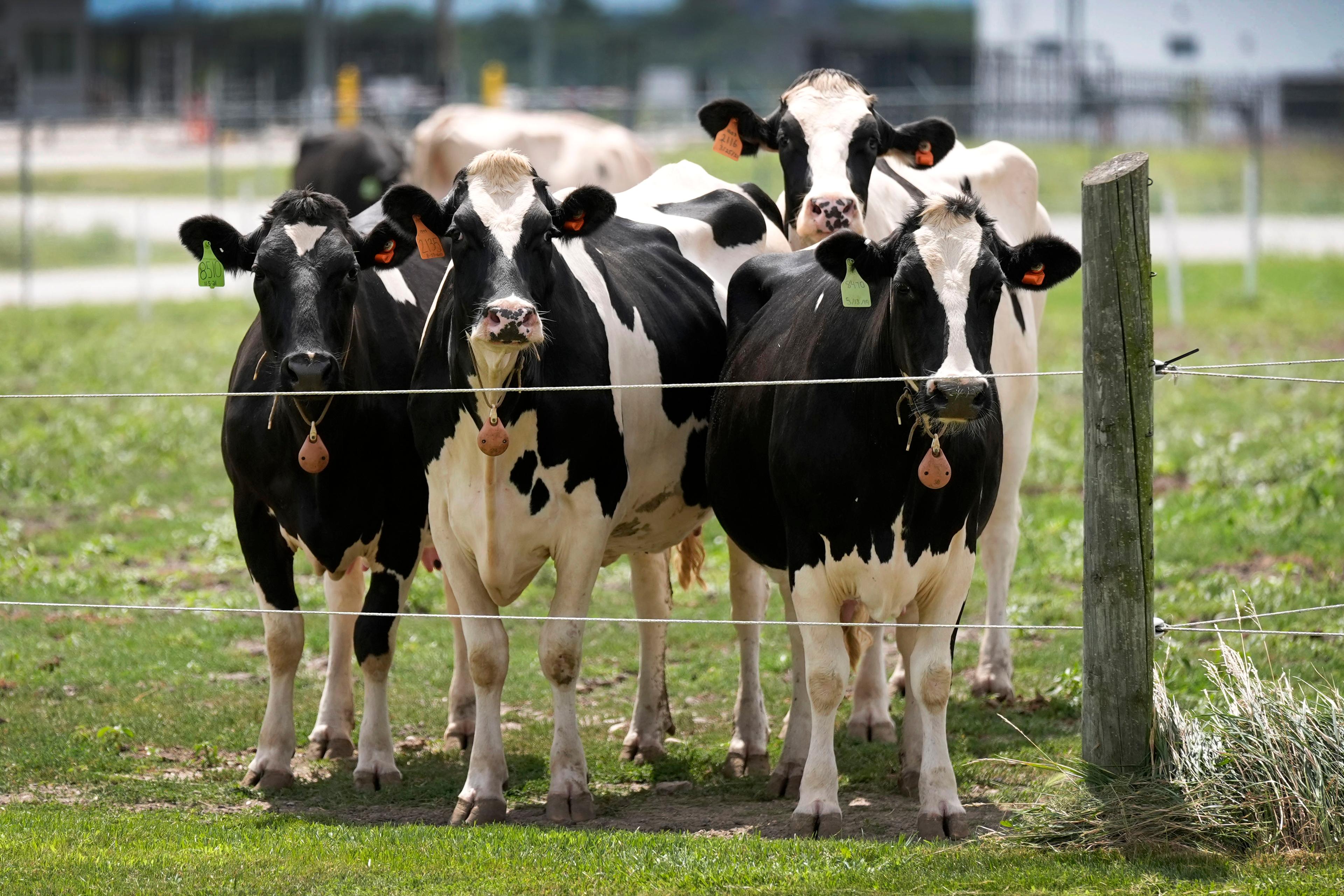 Four dairy cows peering through a wire fence