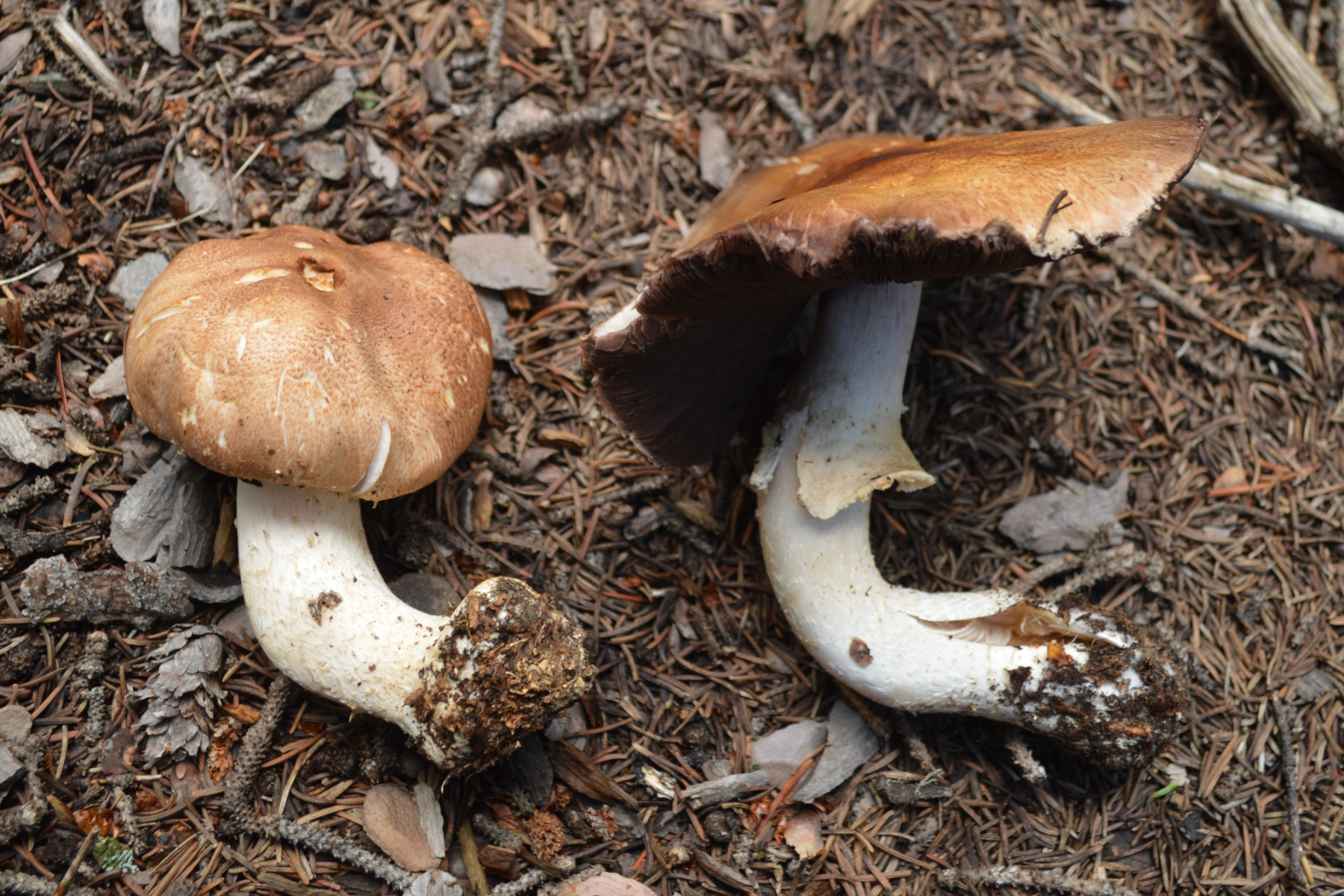 Two brown and white mushrooms on the ground