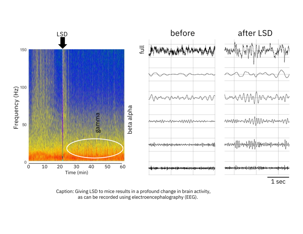 EEG data shows LSD has a profound change on the brain activity of mice.