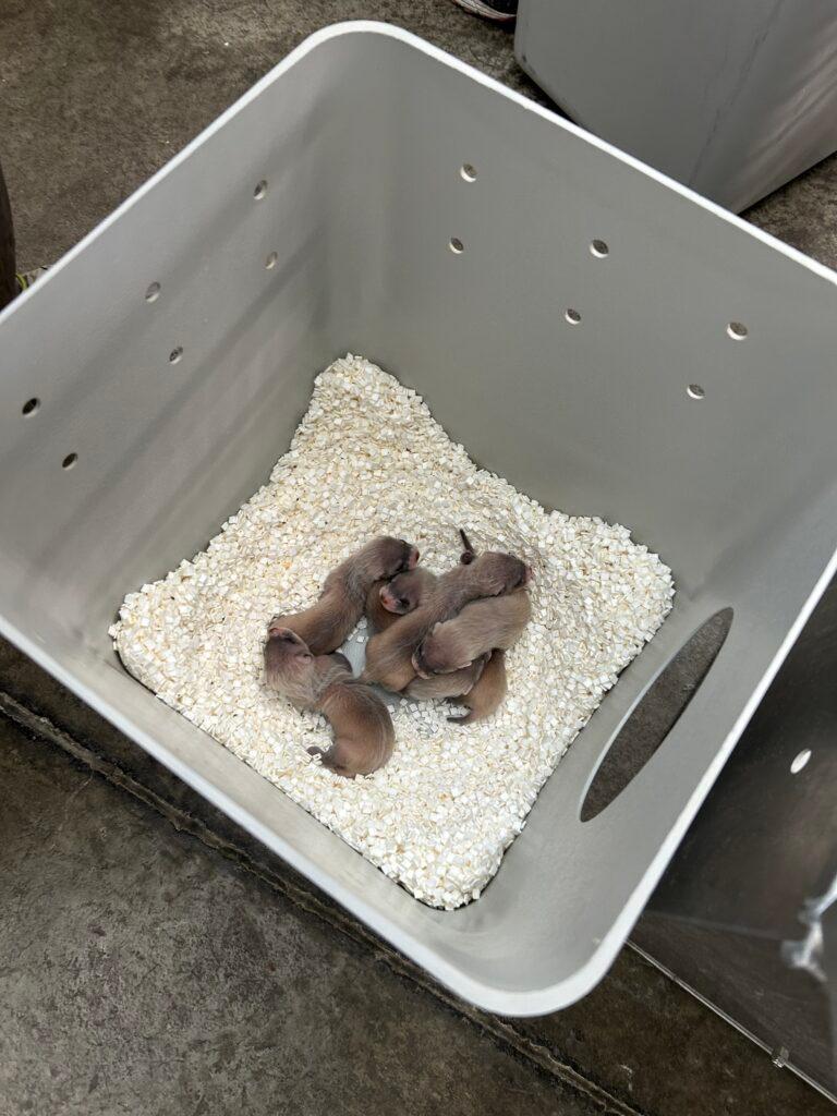 A group of black-footed ferret pups in a plastic box huddled together.