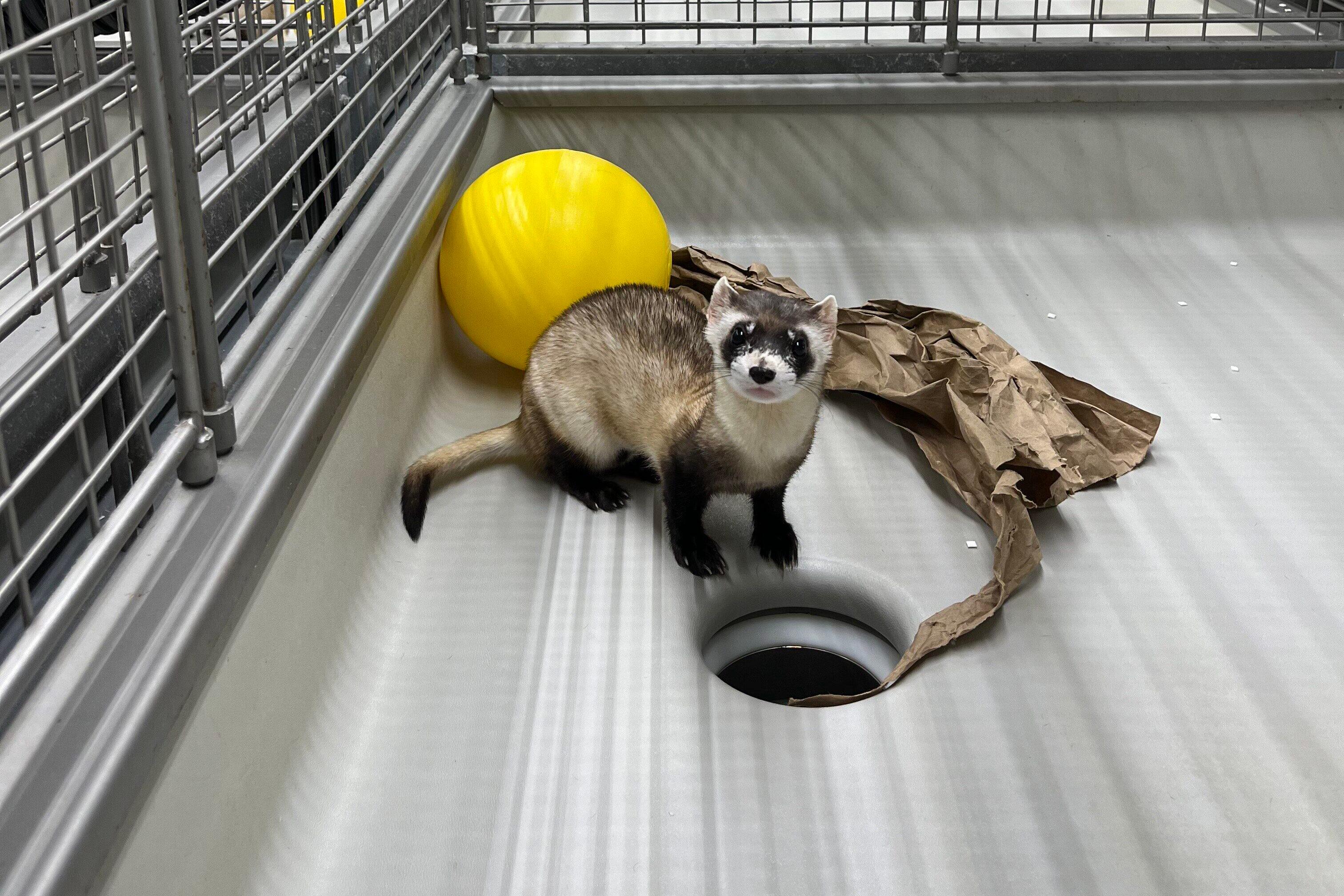 A black-footed ferret stares into the camera