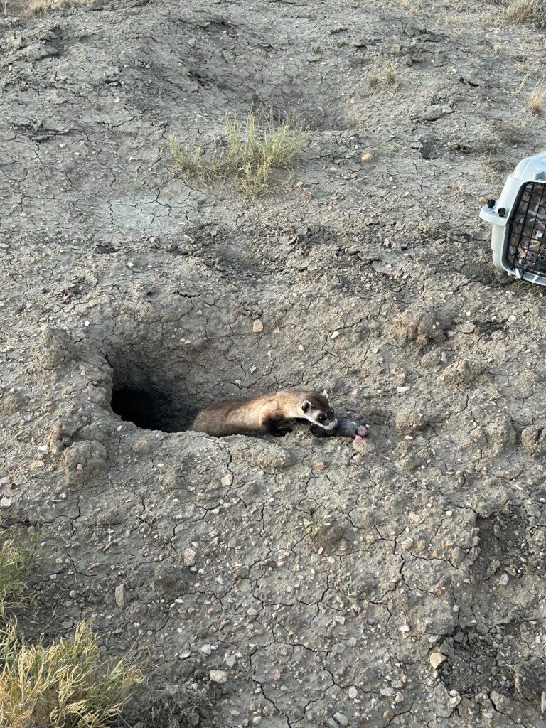 A black-footed ferret sniffs some potential food while sticking out of a hole in the ground.