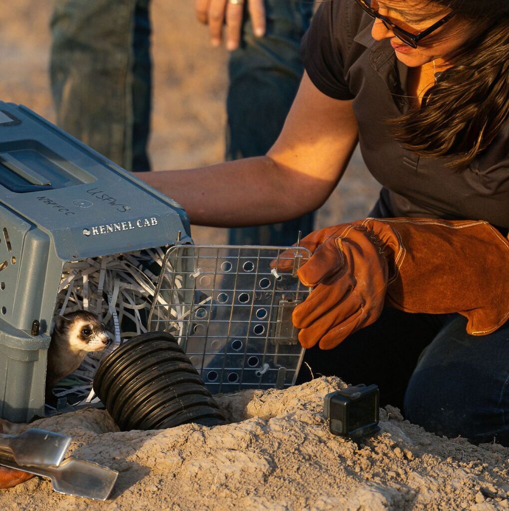 A woman with gloves on releases a black-footed ferret into a hole in the ground out of a carrier.