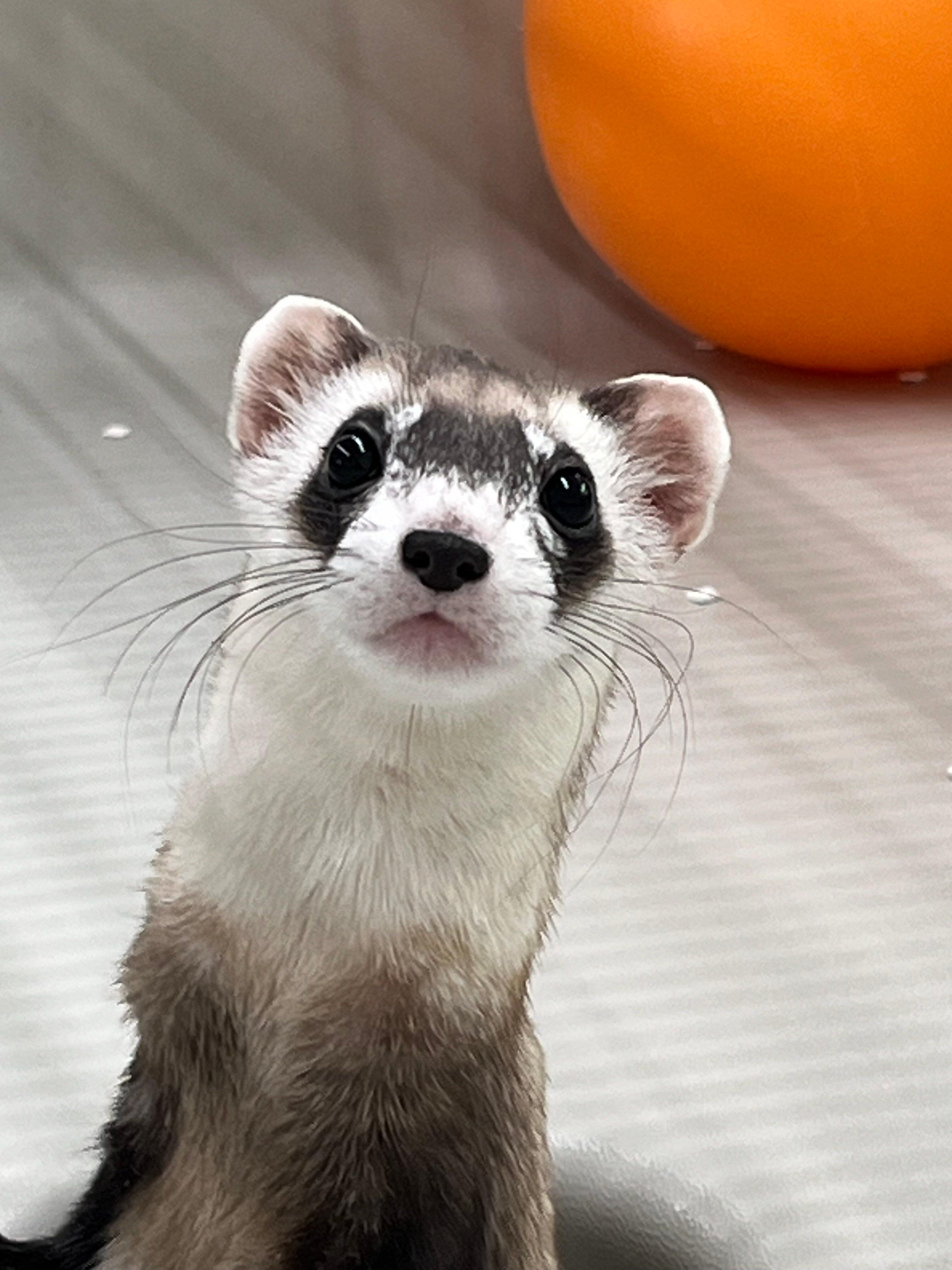 A black-footed ferret stares into the camera