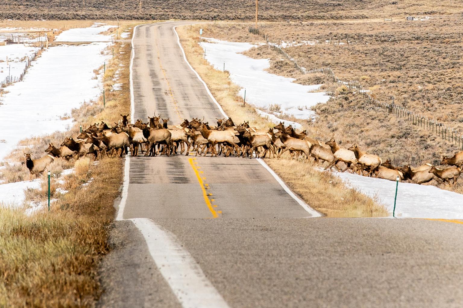 An elk heard crosses Highway 125 on the Arapaho National Wildlife Refuge in North Park