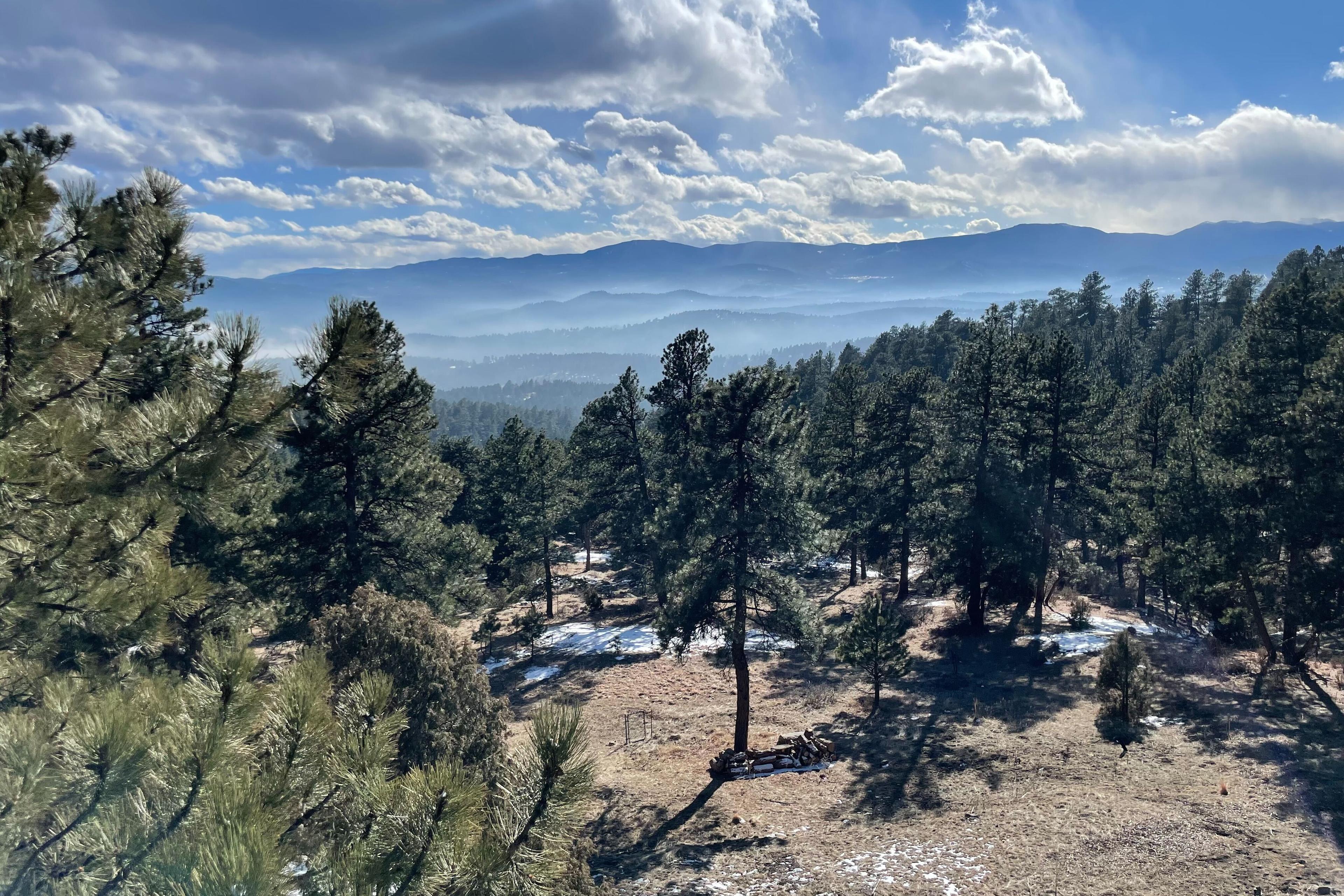 Trees stand in the foreground with a sligh valley shrouded in fog beneath and fluffy clouds aboce.