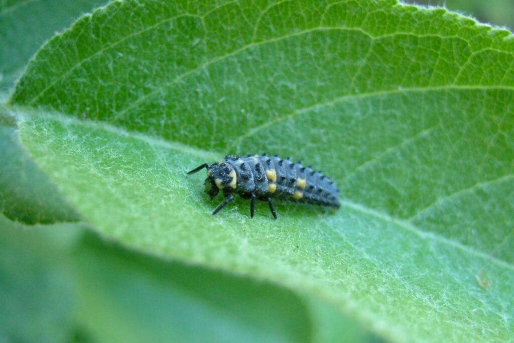 larva of the ladybug