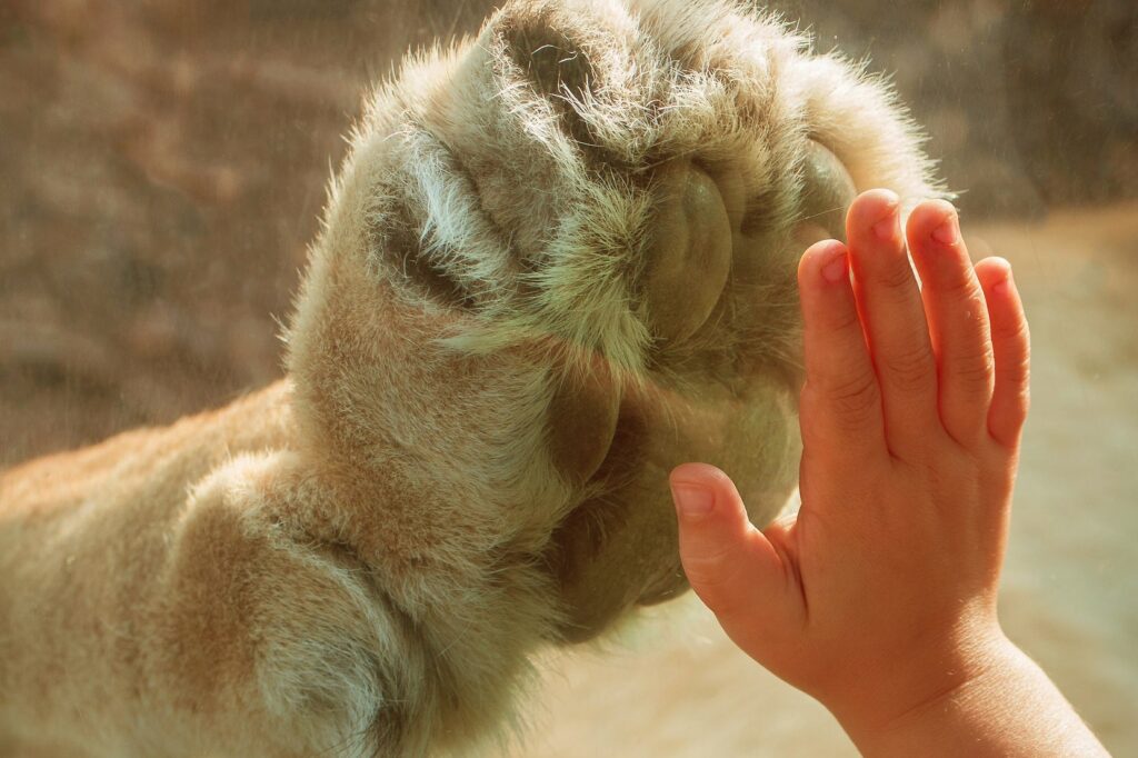 A child's hand and a lions paw palm-to-palm on either side of the glass at the Pueblo Zoo.